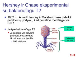  1952 m. Alfred Hershey ir Marsha Chase pateikė
papildomų įrodymų, kad genetinė medžiaga yra
DNR
Hershey ir Chase eksperimentai
su bakteriofagu T2
2-12
 Jie tyrė bakteriofagą T2
 Jo sandara yra palyginti
paprasta, nes jį sudaro
tik dvi makromolekulės

DNR ir baltymai
Padaryti iš
baltymo
Kapsidės
viduje
 