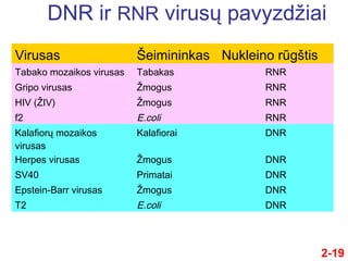 DNR ir RNR virusų pavyzdžiai
Virusas Šeimininkas Nukleino rūgštis
Tabako mozaikos virusas Tabakas RNR
Gripo virusas Žmogus RNR
HIV (ŽIV) Žmogus RNR
f2 E.coli RNR
Kalafiorų mozaikos
virusas
Kalafiorai DNR
Herpes virusas Žmogus DNR
SV40 Primatai DNR
Epstein-Barr virusas Žmogus DNR
T2 E.coli DNR
2-19
 