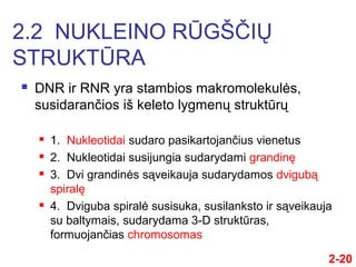  DNR ir RNR yra stambios makromolekulės,
susidarančios iš keleto lygmenų struktūrų
 1. Nukleotidai sudaro pasikartojančius vienetus
 2. Nukleotidai susijungia sudarydami grandinę
 3. Dvi grandinės sąveikauja sudarydamos dvigubą
spiralę
 4. Dviguba spiralė susisuka, susilanksto ir sąveikauja
su baltymais, sudarydama 3-D struktūras,
formuojančs chromosomas
2.2 NUKLEINO RŪGŠČIŲ
STRUKTŪRA
2-20
 