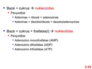 2-25
 Bazė + cukrus  nukleozidas
 Pavyzdžiai

Adeninas + ribozė = adenozinas

Adeninas + dezoksiribozė = dezoksiadenozinas
 Bazė + cukrus + fosfatas(i)  nukleotidas
 Pavyzdžiai

Adenozino monofosfatas (AMP)

Adenozino difosfatas (ADP)

Adenozino trifosfatas (ATP)
 