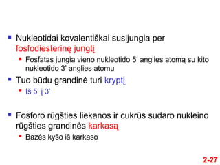 2-27
 Nukleotidai kovalentiškai susijungia per
fosfodiesterinę jungtį
 Fosfatas jungia vieno nukleotido 5’ anglies atomą su kito
nukleotido 3’ anglies atomu
 Tuo būdu grandinė turi kryptį
 Iš 5’ į 3’
 Fosforo rūgšties liekanos ir cukrūs sudaro nukleino
rūgšties grandinės karkasą
 Bazės kyšo iš karkaso
 