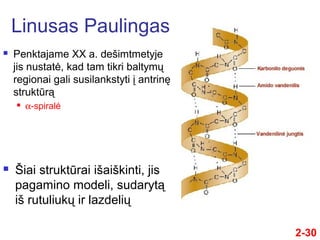 2-30
 Penktajame XX a. dešimtmetyje
jis nustatė, kad tam tikri baltymų
regionai gali susilankstyti į antrinę
struktūrą
 α-spiralė
Linusas Paulingas
 Šiai struktūrai išaiškinti, jis
pagamino modeli, sudarytą
iš rutuliukų ir lazdelių
 