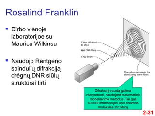 2-31
 Dirbo vienoje
laboratorijoe su
Mauricu Wilkinsu
 Naudojo Rentgeno
spindulių difrakciją
drėgnų DNR siūlų
struktūrai tirti
Rosalind Franklin
Difrakcinį vaizdą galima
interpretuoti, naudojant matematinio
modeliavimo metodus. Tai gali
suteikti informacijos apie tiriamos
molekulės struktūrą
 