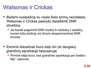 2-38
 Būdami susipažinę su visais šiais tyrimų rezultatais,
Watsonas ir Crickas pasiryžo išsiaiškinti DNR
struktūrą
 Jie bandė pagaminti DNR modelį iš rutuliukų ir lazdelių,
kuriam būtų būdingi visi žinomi eksperimentiniai DNR
bruožai
 Esminis klausimas buvo kaip dvi (ar daugiau)
grandinių sąveikauja tarpusavyje
 Pirminė idėja buvo, kad grandinės sąveikauja per fosfato-
Mg++
sąsiuvas
Watsonas ir Crickas
 