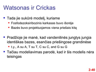 2-40
 Tada jie sukūrė modelį, kuriame
 Fosfodezoksiribozinis karkasas buvo išorėje
 Bazės buvo projektuojamos viena priešais kitą
 Pradžioje jie manė, kad vandenilinės jungtys jungia
identiškas bazes, esančs priešingose grandinėse
 t.y., A su A, T su T, C su C, and G su G
 Taču modeliavimas parodė, kad ir šis modelis nėra
teisingas
Watsonas ir Crickas
 
