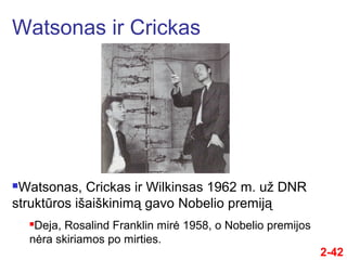 Watsonas, Crickas ir Wilkinsas 1962 m. už DNR
struktūros išaiškinimą gavo Nobelio premiją
Deja, Rosalind Franklin mirė 1958, o Nobelio premijos
nėra skiriamos po mirties.
Watsonas ir Crickas
2-42
 