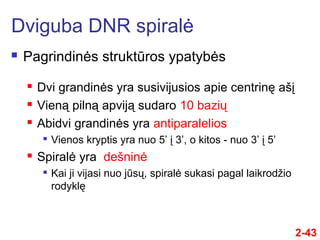 2-43
 Pagrindinės struktūros ypatybės
Dviguba DNR spiralė
 Dvi grandinės yra susivijusios apie centrinę ašį
 Vieną pilną apviją sudaro 10 bazių
 Abidvi grandinės yra antiparalelios

Vienos kryptis yra nuo 5’ į 3’, o kitos - nuo 3’ į 5’
 Spiralė yra dešninė

Kai ji vijasi nuo jūsų, spiralė sukasi pagal laikrodžio
rodyklę
 