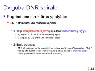 2-44
 Pagrindinės struktūros ypatybės
Dviguba DNR spiralė
 DNR struktūra yra stabilizuojama

1. Tarp komplementarių bazių susidaro vandenilinės jungtys
 A jungiasi su T per dvi vandenilines jungtis
 C jungiasi su G per tris vandenilines jungtis

2. Bazių stekingas
 DNR struktūroje bazės yra orientuotos taip, kad jų plokščiosios dalys “žiūri”
viena į kitą. Esant tokiai orientacijai, tarp bazių susidaro stekingo jėgos,
kurios papildomai stabilizuoja DNR struktūrą
 