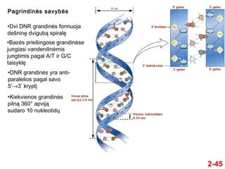 2-45
Pagrindinės savybės
•Dvi DNR grandinės formuoja
dešninę dvigubą spiralę
•Bazės priešingose grandinėse
jungiasi vandenilinėmis
jungtimis pagal A/T ir G/C
taisyklę
•DNR grandinės yra anti-
paralelios pagal savo
5’→3’ kryptį
•Kiekvienos grandinės
pilną 360° apviją
sudaro 10 nukleotidų
 