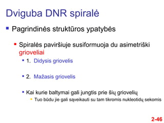 2-46
 Pagrindinės struktūros ypatybės
Dviguba DNR spiralė
 Spiralės paviršiuje susiformuoja du asimetriški
grioveliai

1. Didysis griovelis

2. Mažasis griovelis

Kai kurie baltymai gali jungtis prie šių griovelių
 Tuo būdu jie gali sąveikauti su tam tikromis nukleotidų sekomis
 