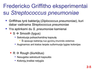  Griffithas tyrė bakteriją (Diplococcus pneumoniae), kuri
dabar vadinama Streptococcus pneumoniae
 Yra aptinkami du S. pneumoniae kamienai
 S  Smooth (lygus)

Sekretuoja polisacharidinę kapsulę
 Ši apsaugo bakteriją nuo gyvūnų imuninės sistemos

Auginamos ant kietos terpės suformuoja lygias kolonijas
 R  Rough (šiurkštus)

Nesugeba sekretuoti kapsulės

Kolonijų kraštai nelygūs
2-5
Fredericko Griffitho eksperimentai
su Streptococcus pneumoniae
 