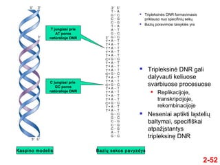 2-52
 Tripleksinės DNR formavimasis
priklauso nuo specifinių sekų
 Bazių poravimosi taisyklės yra
 Tripleksinė DNR gali
dalyvauti keliuose
svarbiuose procesuose
 Replikacijoje,
transkripcijoje,
rekombinacijoje
 Neseniai aptikti ląstelių
baltymai, specifiškai
atpažįstantys
tripleksinę DNR
T jungiasi prie
AT poros
natūralioje DNR
C jungiasi prie
GC poros
natūralioje DNR
Kaspino modelis Bazių sekos pavyzdys
 