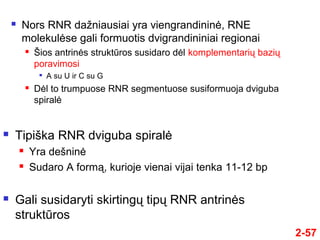 2-57
 Nors RNR dažniausiai yra viengrandininė, RNE
molekulėse gali formuotis dvigrandininiai regionai
 Šios antrinės struktūros susidaro dėl komplementarių bazių
poravimosi

A su U ir C su G
 Dėl to trumpuose RNR segmentuose susiformuoja dviguba
spiralė
 Tipiška RNR dviguba spiralė
 Yra dešninė
 Sudaro A formą, kurioje vienai vijai tenka 11-12 bp
 Gali susidaryti skirtingų tipų RNR antrinės
struktūros
 