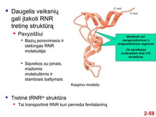 2-59
 Daugelis veiksnių
gali įtakoti RNR
tretinę struktūrą
 Pavyzdžiui

Bazių poravimasis ir
stekingas RNR
molekulėje

Sąveikos su jonais,
mažomis
molekulėmis ir
stambiais baltymais
 Tretinė tRNRphe
struktūra
 Tai transportinė RNR kuri perneša fenilalaniną
Molekulė turi
viengrandininius ir
dvigrandininius regionus
Jie sąveikauja
sudarydami šias 3-D
struktūras
Kaspino modelis
 