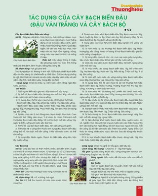 taùc duïng cuûa caây Baïch Bieán Ñaäu
(Ñaäu vaùn traéng) vaø caây BAÙCH BOÄ
Caây Baïch Bieán Ñaäu (Ñaäu vaùn traéng)
Moâ taû : Daây leo, daøi 4-5m, thaân hình truï, hôi coù loâng. Laù keùp, moïc
so le, Cuïm hoa hình chuøm, moïc thaúng
ñöùng ôû keõ laù hoaëc ñaàu caønh, goàm
nhieàu hoa maàu traéng, thôm. Quaû ñaäu
ngaén, raát deït daøi maàu luïc nhaït, moät
meùp saàn suøi. Haït naèm ngang, traéng,
vaøng, naâu hay ñen tuøy thöù, coù moàng
ôû meùp.
Phaân boá: Caây ñöôïc troàng ôû nhieàu
ñòa phöông nöôùc ta. Caùc tænh troàng
nhieàu laø Bình Ñònh, Bình Thuaän, Ñoàng Nai, Soâng Beù.
Boä phaän duøng: Haït giaø phôi khoâ
Taùc duïng döôïc lyù: Khaùng vi sinh vaät: 100% dòch chieát Baïch bieån
ñaäu coù taùc duïng öùc cheá khuaån lî. Giaûi ñoäc: Coù taùc duïng choáng
bò ngoä ñoäc thöùc aên maø sinh ra noân möûa, daï daøy vieâm caáp vaø ruoät
vieâm caáp tính. Giaûi ñoäc röôïu, truùng ñoäc caù Noùc .
Coâng duïng: Chöõa æa chaûy, lî, vieâm ruoät, caûm naéng, ngoä ñoäc
röôïu, caù noùc…
Baøi thuoác:
1. Trò lôû ngöùa: Bieån ñaäu góa naùt, ñaép vaøo choå vaûy ruïng .
2. Trò thoå taû: Baïch bieån ñaäu, Höông nhu moãi thöù 40g, saéc vôùi 6
cheùn nöôùc coøn laïi 2 cheùn chia ra uoáng .
3. Trò buïng ñau, thoå taû vaøo muøa heø do noäi thöông thöû thaáp:
+ Baïch bieån ñaäu 12g, Haäu phaùc 8g, Höông nhu 12g. Saéc uoáng .
+ Baïch bieån ñaäu (sao) 30g, Chích thaûo 16g, Haäu phaùc (sao
göøng) 30g, Höông nhu 60g, Phuïc thaàn 30g. Taùn boät, moãi laàn duøng
6g, saéc uoáng.
4. Trò tieâu chaûy do Tyø hö: Ñaûng saâm, Baïch truaät, Phuïc linh, Cam
thaûo moãi thöù 1280g, Lieân nhuïc, YÙ dó nhaân, Sa nhaân, Caùt caùnh moãi
thöù 640g, Baïch bieån ñaäu 960g, Taát caû taùn boät, moãi laàn uoáng 12g,
ngaøy 2-3 laàn, uoáng vôùi nöôùc saéc Ñaïi taùo.
5. Trò thoå taû voïp beû: Baïch bieån ñaäu, taùn boät uoáng vôùi giaám.
6. Trò thai bò treä vì uoáng laàm thuoác laøm buïng ñau: Baïch bieån ñaäu
soáng, boû voû, taùn boät, moãi laàn uoáng 1 thìa vôùi nöôùc côm, coù theå
saéc uoáng.
7. Trò truùng ñoäc Nhaân ngoân, Thaïch tín: Bieån ñaäu soáng taùn, troän
laáy nöôùc uoáng .
8. Trò sinh non (baùn saûn): Baïch bieån ñaäu 20g, Baïch mao caên 30g,
Baïch truaät 8g, Baùn haï 8g, Nhaân saâm 8g, Sinh khöông 20g, Tyø baø
dieäp (boû loâng) 8g. Taùn boät, uoáng moãi laàn 8g .
9. Truùng ñoäc caùc loaïi thòt chim: Bieån ñaäu nghieàn nhoû uoáng vôùi
nöôùc laïnh .
10. Trò noân möûa, lî, do thöông thöû: Baïch bieån ñaäu 16g, Hoaéc
höông 8g. saéc uoáng, hoaëc chæ duøng 30 haït Baïch bieån ñaäu góa laáy
nöôùc uoáng cuõng ñöôïc.
11. Trò truùng ñoäc cuûa caù noùc, caù, cua, say röôïu gaây buïng ñau,
tieâu chaûy: Baïch bieån ñaäu 30 haït góa naùt laáy nöôùc uoáng.
12. Giaûi caùc loaïi ñoäc döôïc: Baïch bieån ñaäu, taùn boât, ngaøy uoáng
2 laàn moãi laàn 12g.
13. Trò maùu thieáu, da vaøng: Baïch bieån ñaäu 12g, Boá chính saâm
12g, Haït keo daäu 6g, Hoaøi sôn 12g, Maãu leä 6g, OÂ taëc coát 6g, YÙ dó
6g. Saéc uoáng.
14. Trò caûm soát, noân möûa, aên uoáng khoâng tieâu: Baïch bieån ñaäu
(sao) 20g, Höông nhu 16g, Haäu phaùc 12g, saéc uoáng.
15. Trò buïng ñau, thoå taû vaøo muøa heø do noäi thöông thöû thaáp:
Baïch bieån ñaäu 4g, Hoaéc höông, Thöông truaät moãi thöù 8g, saéc
uoáng, trò tröôøng vò vieâm caáp tính muøa .
16. Trò vaøo muøa Heø, bò thöông thöû, phieàn taùo, khaùt, noân möûa,
tieâu chaûy: Baïch bieån ñaäu (sao) 120g, Höông nhu (laù) 60g. Taùn boät,
ngaøy uoáng 2-3 laàn, moãi laàn 6g .
17. Trò tieâu chaûy do Tyø Vò hö yeáu: Baïch bieån ñaäu (sao) 50g, Sôn
döôïc 60g, Maïch nha (sao sô) 30g, Sôn tra (haéc) 40g. Taùn boät. Ngaøy
uoáng 2 laàn, moãi laàn 16g .
18. Trò baïch ñôùi ra nhieàu maø maàu xanh: Baïch bieån ñaäu (sao) 16g,
Sôn döôïc 18g, Tieàn nhaân 12g, OÂ taëc coát 6g. Saéc uoáng .
19. Trò thuûy thuõng do Tyø hö: Baïch bieån ñaäu (sao vaøng) 160g, Taùn
boät, moãi laàn duøng 12g, ngaøy 3 laàn.
20. Trò tieåu ñöôøng, khaùt nöôùc: Baïch bieån ñaäu, ngaâm nöôùc, boû
voû, nghieàn nhoû, troän vôùi maät ong vaø nöôùc saéc cuûa Thieân hoa phaán
laøm vieân baèng haït Ngoâ ñoàng, laáy kim baïc boïc ngoaøi laøm aùo, moãi
laàn uoáng 20-30 vieân vôùi nöôùc saéc Thieân hoa phaán, ngaøy 2 laàn. Cöõ
thöùc aên noùng, chieân xaøo, röôïu, ñaøn baø. Sau ñoù duøng tieáp thuoác
tö boå thaän.
21.Trò lî tröïc khuaån: Baïch bieån ñaäu (hoa), duøng töôi, 10g, Ñòa
mieân thaûo (töôi) 30g, saéc uoáng. n
Caây Baùch boä
Moâ taû: Caây daây leo coù thaân maûnh, nhaün, daøi ñeán 6-8m, ôû goác
coù nhieàu reã cuû moïc thaønh chuøm, 10-20 hoaëc 30 cuû (Cuû ba möôi),
coù khi tôùi gaàn moät traêm cuû, daøi 15-20cm, roäng 1,5-2cm. Laù moïc ñoái
hay so le, gioáng laù Cuû naâu, nhöng ñaëc bieät coù heä gaân
ngang daøy song song vôùi caùc gaân chính hình cung, daøi
10-15cm, roäng 4mm, maët ngoaøi maøu vaøng luïc, maët trong
maøu ñoû töôi, coù muøi thoái; 4 nhò daøi 4-5cm. Quaû nang
chöùa nhieàu haït.
Phaân boá: Caây moïc hoang ôû caùc vuøng nuùi nöôùc ta vaø
nhieàu nöôùc khaùc
Boä phaän duøng: Reã, cuû, vò ñaéng, hôi ngoït.
Thu haùi: Coù theå thu hoaïch cuû vaøo muøa xuaân hoaëc
muøa thu.
Coâng duïng: Chöõa ho, gheû lôû, taåy giun, dieät saâu boï.
Caùch duøng, lieàu löôïng: Chöõa ho: 3 – 15g moät ngaøy.
Taåy giun: 7g döôùi daïng thuoác saéc, uoáng saùng sôùm vaøo luùc ñoùi.
Uoáng trong 5 ngaøy, sau ñoù taåy.
Duøng ngoaøi: Naáu nöôùc ñeå röûa hoaëc naáu cao ñeå boâi
gheû lôû.
Baøi thuoác:
Hen khí quaûn: Baùch boä, Töû uyeån, nhaân haït Mô, moãi vò
10g, Boái maãu 6g, saéc uoáng.
Ho gaø: Baùch boä, Haï khoâ thaûo, moãi vò 10g saéc uoáng.
Taåy giun kim: Baùch boä naáu nöôùc thuït.
Kieâng kî: Ngöôøi tì vò hö yeáu khoâng duøng. Duøng nhieàu
seõ gaây ngoä ñoäc. Giaûi ñoäc baèng nöôùc eùp Göøng töôi
hoaëc theâm moät ít giaám aên. n
l S.T
Caây thuoác Baïch Bieán Ñaäu
Caây thuoác Baùch boä
39
 