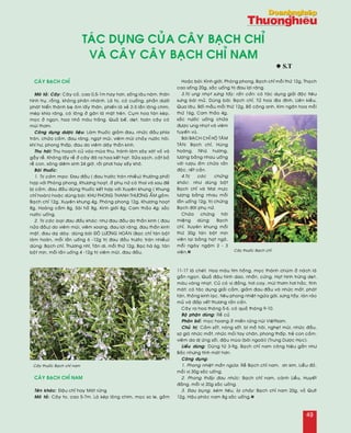 taùc duïng cuûa caây BAÏCH CHÆ
vaø caây CAÂY BAÏCH CHÆ NAM
Caây Baïch chæ
Moâ taû: Caây: Caây coû, cao 0,5-1m hay hôn, soáng laâu naêm, thaân
hình truï, roãng, khoâng phaân nhaùnh. Laù to, coù cuoáng, phaàn döôùi
phaùt trieån thaønh beï oâm laáy thaân, phieán laù xeû 2-3 laàn loâng chim,
meùp khía raêng, coù loâng ôû gaân laù maët treân. Cuïm hoa taùn keùp,
moïc ôû ngoïn, hoa nhoû maøu traéng. Quaû beá, deït, toaøn caây coù
muøi thôm.
Coâng duïng döôïc lieäu: Laøm thuoác giaûm ñau, nhöùc ñaàu phía
traùn, chöõa caûm, ñau raêng, ngaït muõi, vieâm muõi chaûy nöôùc hoâi,
khí hö, phong thaáp, ñau do vieâm daây thaàn kinh.
Thu haùi: Thu hoaïch cuû vaøo muøa thu, traùnh laøm saây xaùt voû vaø
gaãy reã. Khoâng laáy reã ôû caây ñaõ ra hoa keát haït. Röûa saïch, caét boû
reã con, xoâng dieâm sinh 24 giôø, roài phôi hay saáy khoâ.
Baøi thuoác:
1. Trò caûm maïo: Ñau ñaàu ( ñau tröôùc traùn nhieàu) thöôøng phoái
hôïp vôùi Phoøng phong, Khöông hoaït, ôû phuï nöõ coù thai vaø sau ñeû
bò caûm, ñau ñaàu duøng thuoác keát hôïp vôùi Xuyeân khung ( Khung
chæ hoaøn) hoaëc duøng baøi: KHU PHONG THANH THÖÔNG AÅM goàm:
Baïch chæ 12g, Xuyeân khung 4g, Phoøng phong 12g, Khöông hoaït
8g, Hoaøng caàm 8g, Saøi hoà 8g, Kinh giôùi 8g, Cam thaûo 4g: saéc
nöôùc uoáng.
2. Trò caùc loaïi ñau ñaàu khaùc: nhö ñau ñaàu do thaàn kinh ( ñau
nöûa ñaàu) do vieâm muõi, vieâm xoang, ñau lôïi raêng, ñau thaàn kinh
maët, ñau daï daøy. duøng baøi ÑOÂ LÖÔNG HOAØN (Baïc chæ taùn boät
laøm hoaøn, moãi laàn uoáng 6 -12g trò ñau ñaàu tröôùc traùn nhieàu)
duøng: Baïch chæ, Thöông nhó, Taân di, moãi thöù 12g, Baïc haø 6g, taùn
boät mòn, moãi laàn uoáng 4 -12g trò vieâm muõi, ñau ñaàu.
Hoaëc baøi: Kinh giôùi, Phoøng phong, Baïch chæ moãi thöù 12g, Thaïch
cao soáng 20g, saéc uoáng trò ñau lôïi raêng.
3.Trò ung nhoït söng taáy; raén caén: coù taùc duïng giaûi ñoäc tieâu
söng baøi muû. Duøng baøi: Baïch chæ, Töû hoa ñòa ñinh, Lieân kieàu,
Qua laâu, Boái maãu moãi thöù 12g, Boà coâng anh, Kim ngaân hoa moãi
thöù 16g, Cam thaûo 4g,
saéc nöôùc uoáng chöõa
ñöôïc ung nhoït vaø vieâm
tuyeán vuù.
Baøi BAÏCH CHÆ HOÄ TAÂM
TAÙN: Baïch chæ, Huøng
hoaøng, Nhuõ höông,
löôïng baèng nhau uoáng
vôùi röôïu aám chöõa raén
ñoäc, reát caén.
4.Trò caùc chöùng
khaùc: nhö duøng boät
Baïch chæ vaø Mai möïc
löôïng baèng nhau moãi
laàn uoáng 12g, trò chöùng
Baïch ñôùi phuï nöõ.
Chöõa chöùng hoâi
mieäng duøng: Baïch
chæ, Xuyeân khung moãi
thöù 30g taùn boät mòn
vieân laïi baèng haït ngoâ,
moãi ngaøy ngaäm 2 - 3
vieân.n
Caây Baïch chæ nam
Teân khaùc: Ñaäu chæ hay Maùt röøng
Moâ taû: Caây to, cao 5-7m. Laù keùp loâng chim, moïc so le, goàm
11-17 laù cheùt. Hoa maøu tím hoàng, moïc thaønh chuøm ôû naùch laù
gaàn ngoïn. Quaû ñaäu hình dao, nhaün, cöùng. Haït hình tröùng deït,
maøu vaøng nhaït. Cuû coù vò ñaéng, hôi cay, muøi thôm hôi haéc, tính
maùt; coù taùc duïng giaûi caûm, giaûm ñau ñaàu vaø nhöùc maét, phaùt
taùn, thoâng kinh laïc, tieâu phong nhieät ngöùa gaõi, söng taáy, laøn raùo
muû vaø ñaép veát thöông raén caén.
Caây ra hoa thaùng 5-6, coù quaû thaùng 9-10.
Boä phaän duøng: Reã cuû
Phaân boá: moïc hoang ôû mieàn röøng nuùi VieätNam.
Chuû trò: Caûm soát, noùng soát, bí moà hoâi, ngheït muõi, nhöùc ñaàu,
sôï gioù nhöùc maét, nhöùc moûi tay chaân, phong thaáp, treû con caûm,
vieâm da dò öùng sôûi, ñaäu muøa (boâi ngoaøi) (Trung Döôïc Hoïc).
Lieàu duøng: Duøng töø 3-9g, Baïch chæ nam coâng hieäu gaàn nhö
Baéc nhöng tính maùt hôn.
Coâng duïng:
1. Phong nhieät maàn ngöùa: Reã Baïch chæ nam, Ðôn kim, Lieãu ñoû,
moãi vò 30g saéc uoáng.
2. Phong thaáp ñau nhöùc: Baïch chæ nam, caønh Lieãu, Huyeát
ñaèng, moãi vò 20g saéc uoáng.
3. Ñau buïng, keùm tieâu, æa chaûy: Baïch chæ nam 20g, voû Quít
12g, Haäu phaùc nam 8g saéc uoáng.n
l S.T
Caây thuoác Baïch chæ
Caây thuoác Baïch chæ nam
49
 