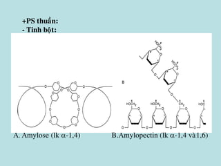A. Amylose (lk -1,4) B.Amylopectin (lk -1,4 vaø1,6)
+PS thuaàn:
- Tinh boät:
 