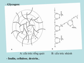 A: caáu truùc toång quaùt B: caáu truùc nhaùnh
- Inulin, cellulose, dextrin…
- Glycogen:
 