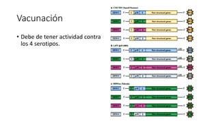 Vacunación
• Debe de tener actividad contra
los 4 serotipos.
 