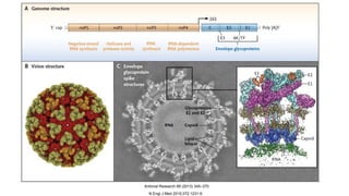 N Engl J Med 2015;372:1231-9.
Antiviral Research 99 (2013) 345–370
 