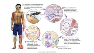 Antiviral Research 121 (2015) 120–131
 