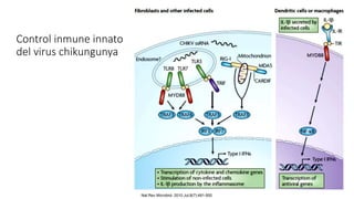 Nat Rev Microbiol. 2010 Jul;8(7):491-500
Control inmune innato
del virus chikungunya
 