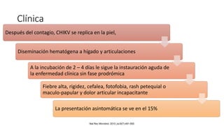 Clínica
Después del contagio, CHIKV se replica en la piel,
Diseminación hematógena a hígado y articulaciones
A la incubación de 2 – 4 días le sigue la instauración aguda de
la enfermedad clínica sin fase prodrómica
Fiebre alta, rigidez, cefalea, fotofobia, rash petequial o
maculo-papular y dolor articular incapacitante
La presentación asintomática se ve en el 15%
Nat Rev Microbiol. 2010 Jul;8(7):491-500
 