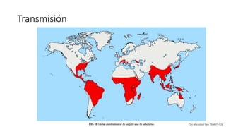 Transmisión
Clin Microbiol Rev 29:487–524.
 
