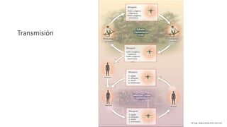 N Engl J Med 2016;374:1552-63
Transmisión
 