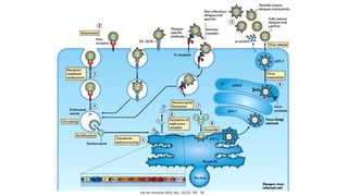 nat rev immunol 2015 dec; 15(12): 745 - 59
 