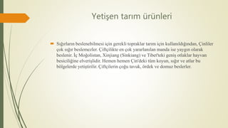 Yetişen tarım ürünleri
 Sığırların beslenebilmesi için gerekli topraklar tarım için kullanıldığından, Çinliler
çok sığır beslemezler. Çiftçilikte en çok yararlanılan manda ise yaygın olarak
beslenir. İç Moğolistan, Xinjiang (Sinkiang) ve Tibet'teki geniş otlaklar hayvan
besiciliğine elverişlidir. Hemen hemen Çin'deki tüm koyun, sığır ve atlar bu
bölgelerde yetiştirilir. Çiftçilerin çoğu tavuk, ördek ve domuz beslerler.
 