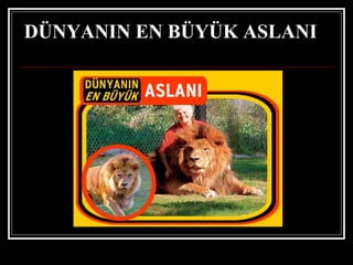 DÜNYANIN EN BÜYÜK ASLANI 