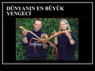 DÜNYANIN EN BÜYÜK YENGECİ   