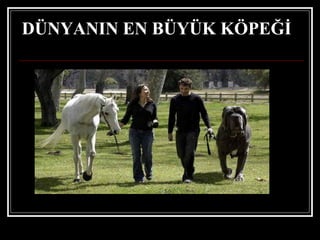 DÜNYANIN EN BÜYÜK KÖPEĞİ 