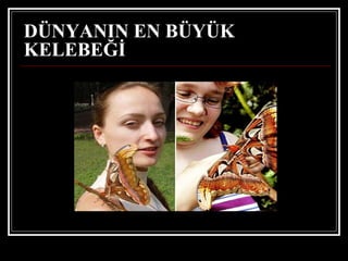 DÜNYANIN EN BÜYÜK KELEBEĞİ   