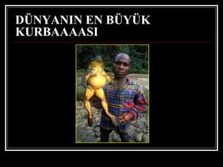 DÜNYANIN EN BÜYÜK KURBAAAASI   