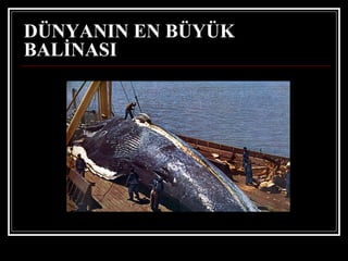 DÜNYANIN EN BÜYÜK BALİNASI   
