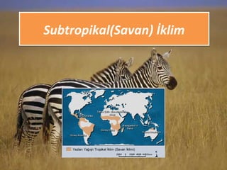 Subtropikal(Savan) İklimSubtropikal(Savan) İklim
 
