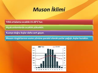Muson İklimi
 