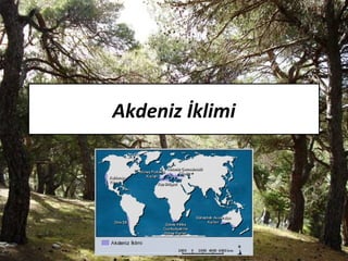 Akdeniz İklimi
 