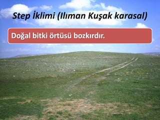 Step İklimi (Ilıman Kuşak karasal)
 