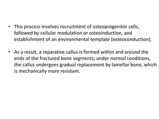 • This process involves recruitment of osteoprogenitor cells,
followed by cellular modulation or osteoinduction, and
establishment of an environmental template (osteoconduction).
• As a result, a reparative callus is formed within and around the
ends of the fractured bone segments; under normal conditions,
the callus undergoes gradual replacement by lamellar bone, which
is mechanically more resistant.
 