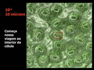 Começa nossa viagem ao interior da célula  10 -5 10 mícrons 