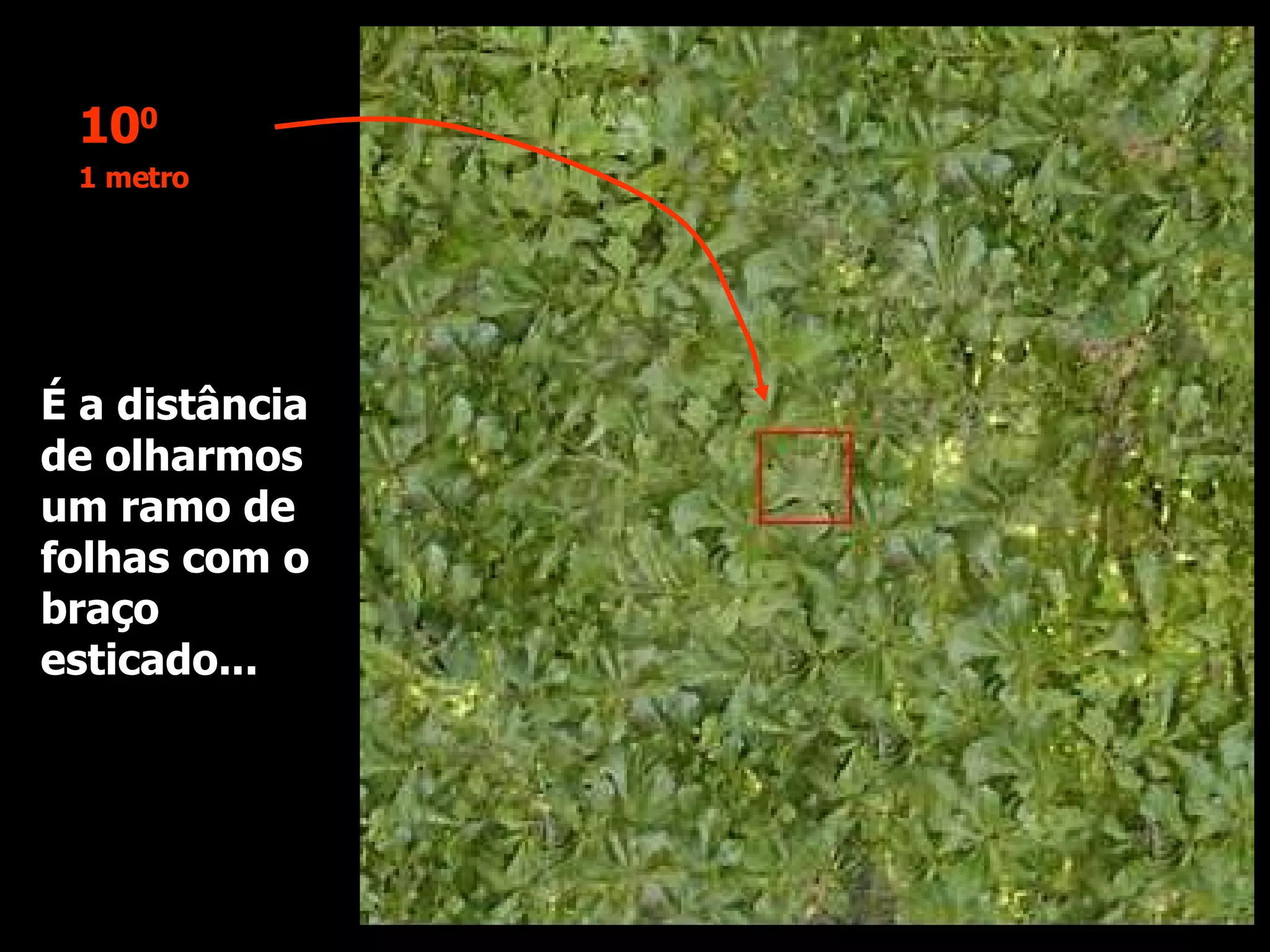 É a distância de olharmos um ramo de folhas com o braço esticado... 10 0 1 metro 