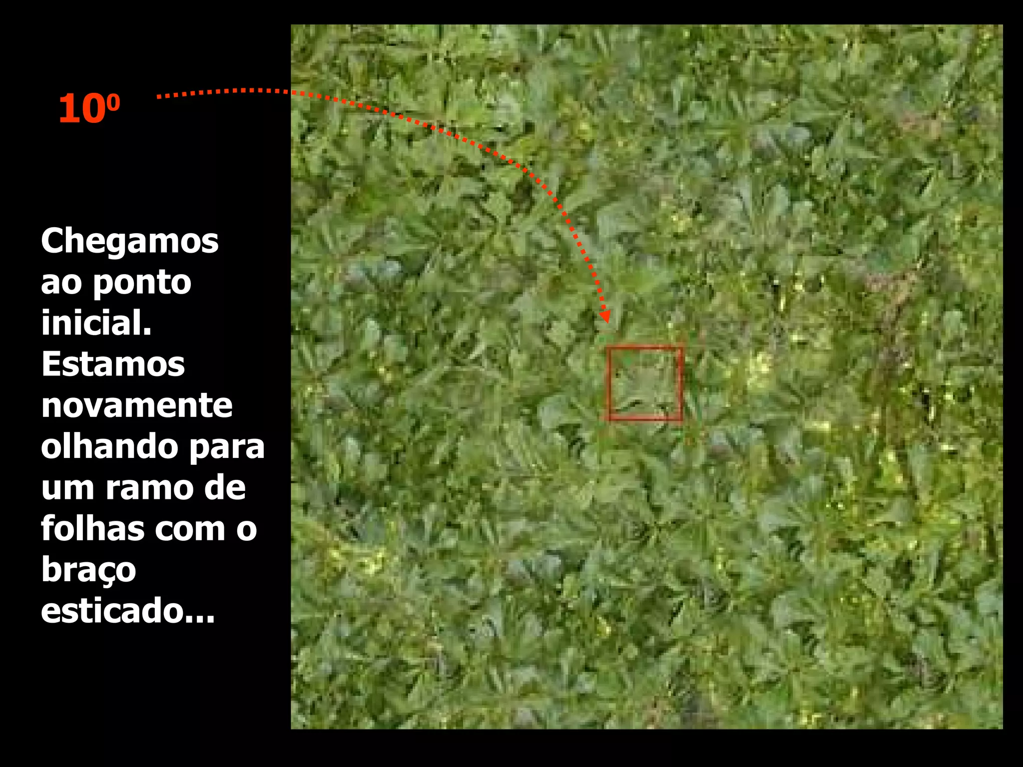Chegamos ao ponto inicial. Estamos novamente olhando para um ramo de folhas com o braço esticado... 10 0 