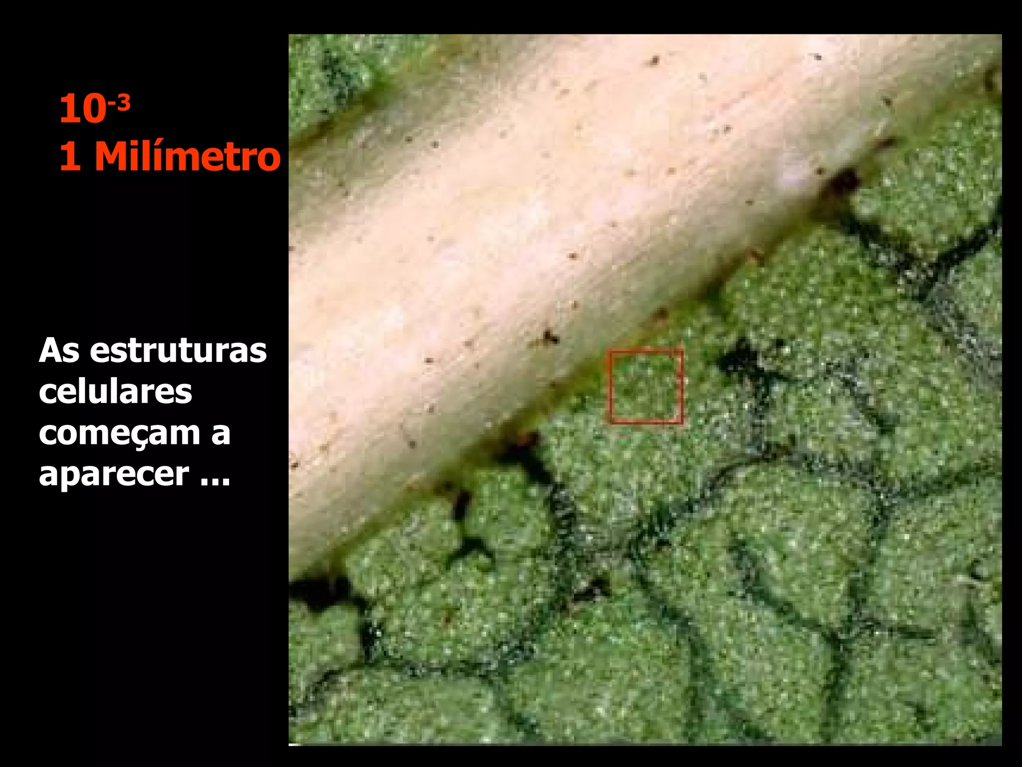 As estruturas celulares começam a aparecer ... 10 -3 1 Milímetro 