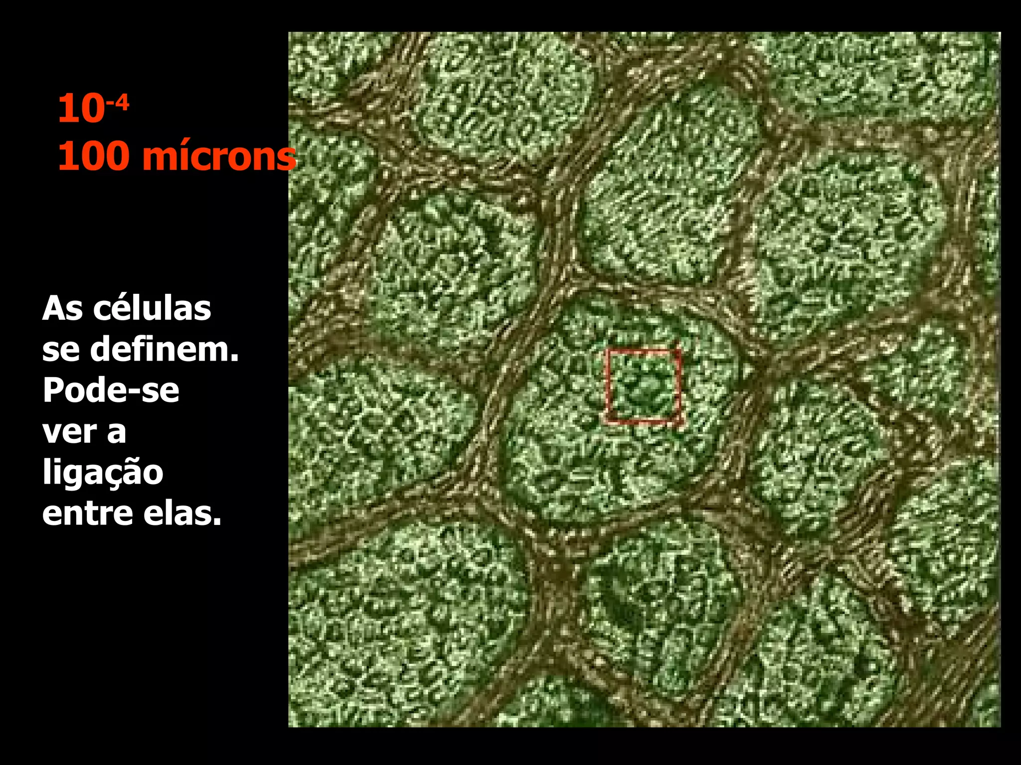 As células se definem. Pode-se ver a ligação entre elas. 10 -4 100 mícrons 