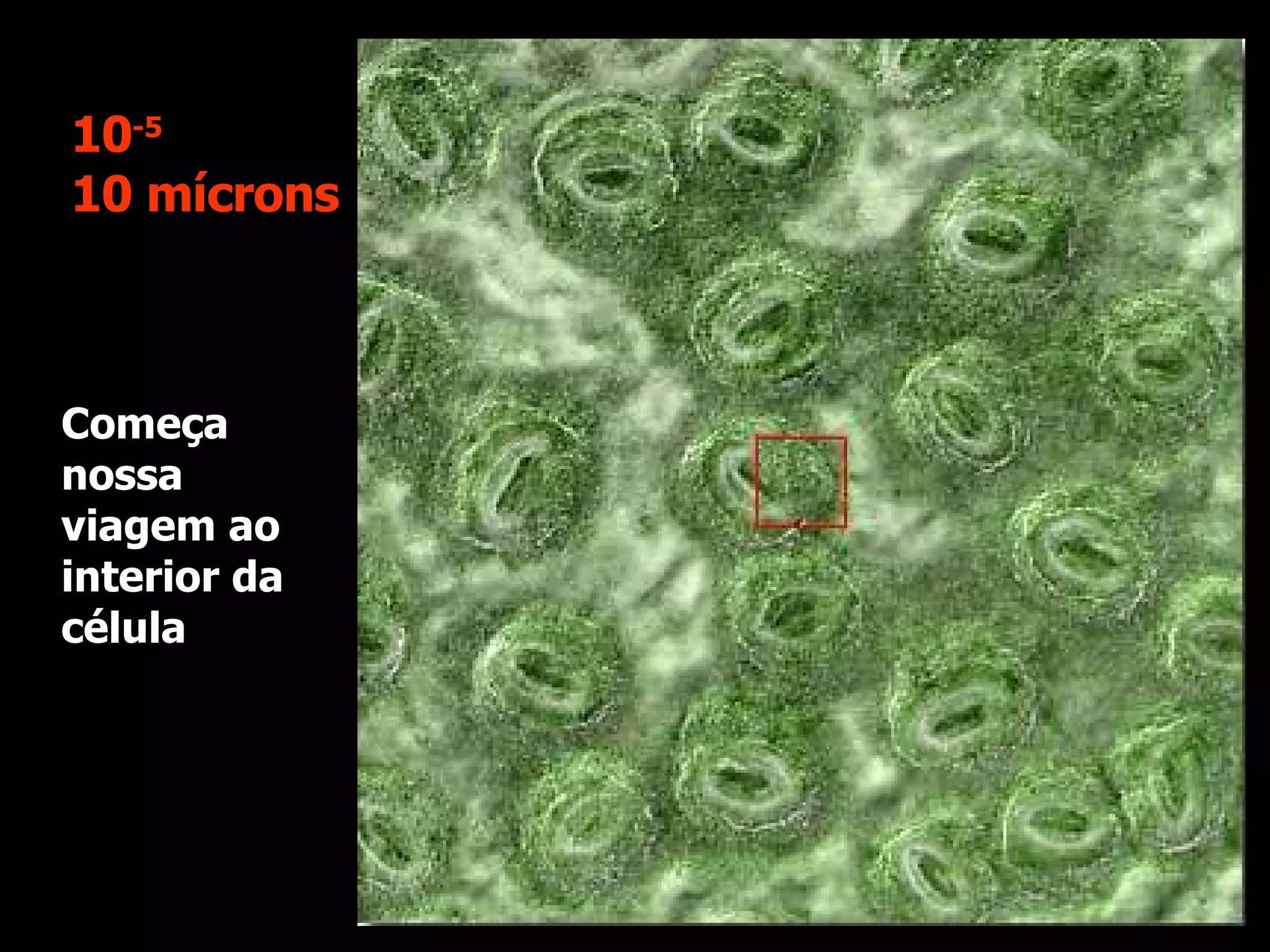 Começa nossa viagem ao interior da célula  10 -5 10 mícrons 