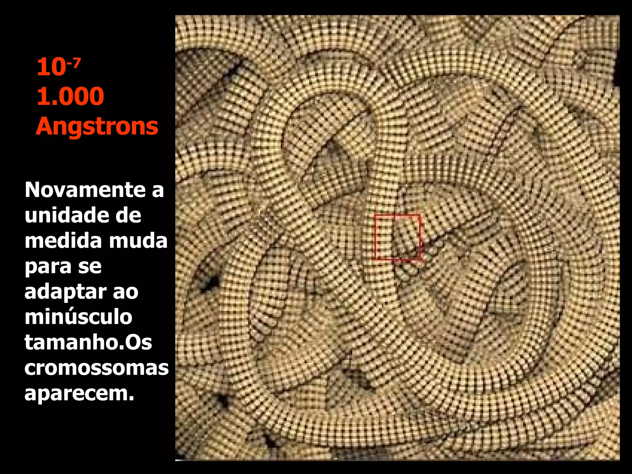 Novamente a unidade de medida muda para se adaptar ao minúsculo tamanho.Os cromossomas aparecem. 10 -7 1.000 Angstrons 