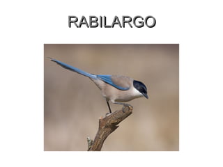 RABILARGO 